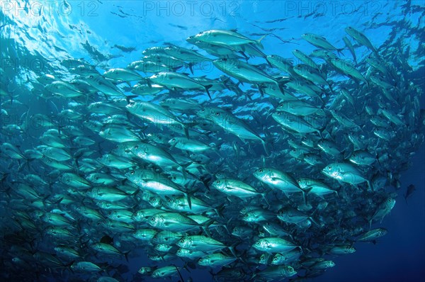 Shoal of bigeye trevallies