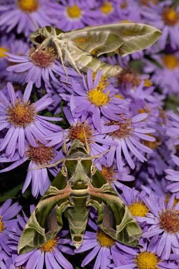 Oleander hawk moth two moths with closed wings hanging on violet flowers one above the other seeing differently