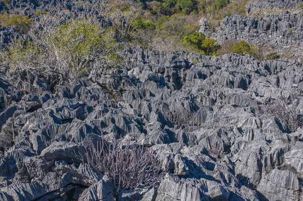 Tsingy plateau in the Ankarana Special Reserve