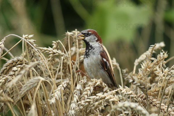 House sparrow