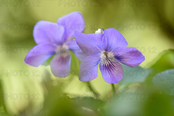 Heath dog-violet