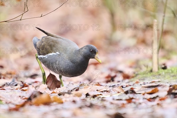 Common moorhen