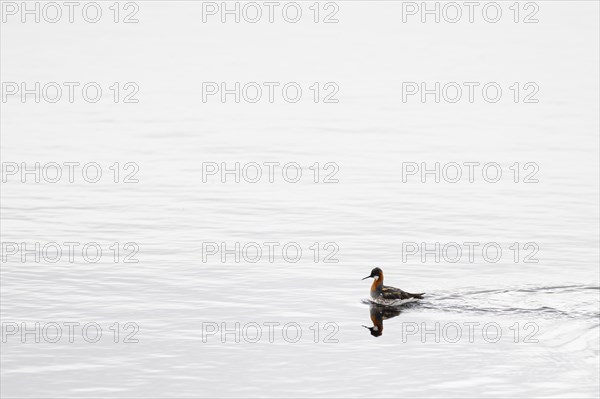 Red-necked phalarope