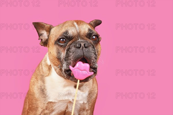 Funny French Bulldog dog trying to eat Valentine's Day kiss lips photo prop in front of pink background