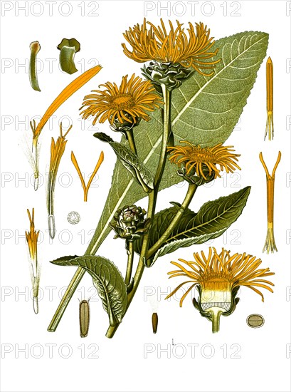 Medicinal plant