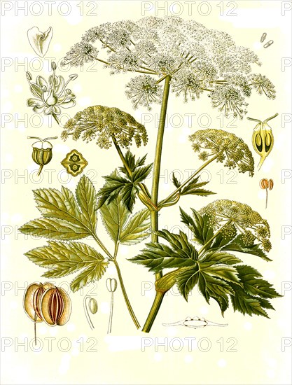 Medicinal plant