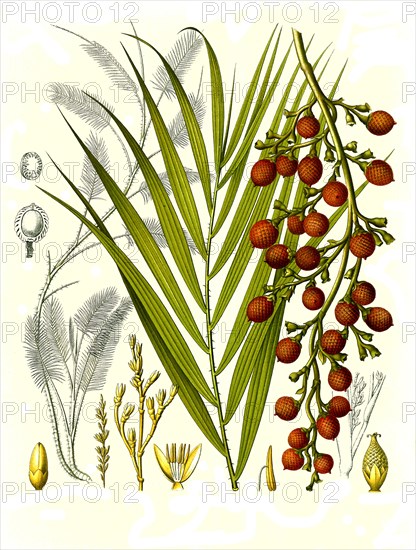 Medicinal plant