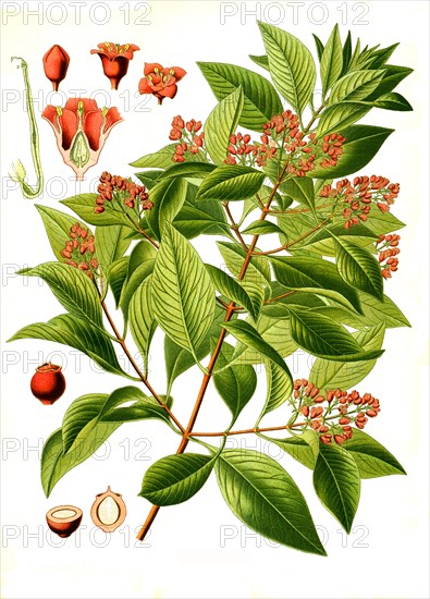 Medicinal plant