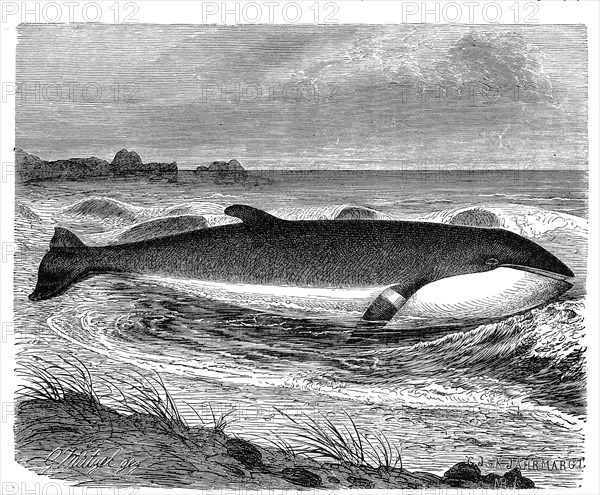 Minke whale