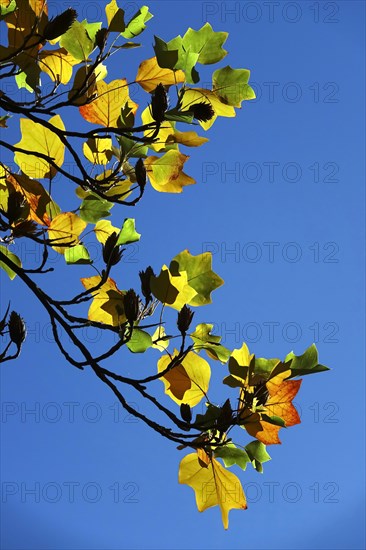 Tulip tree