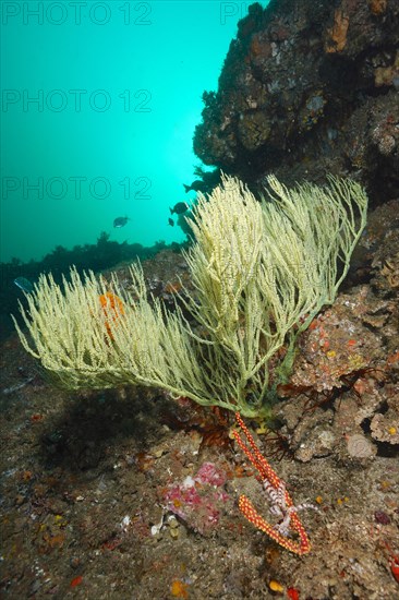 Shrub gorgonian