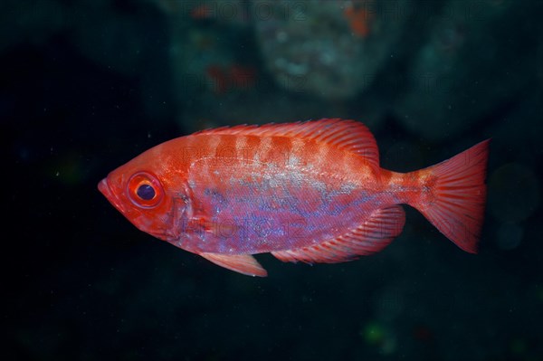 Bigeye glasseye snapper