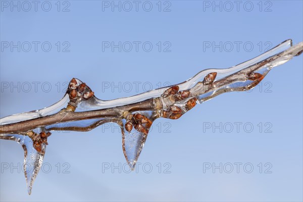 Winter buds on a cherry tree covered with ice after freezing rain