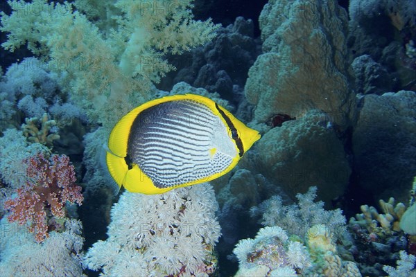 Blackback butterflyfish