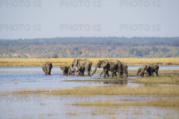 African elephant herd