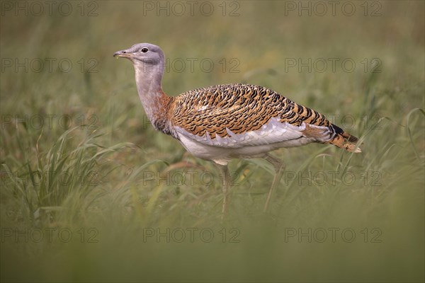 Great bustard