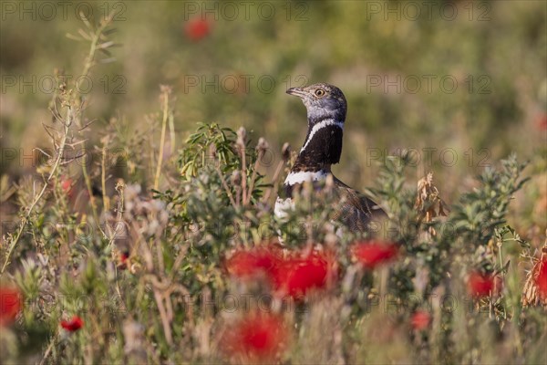 Little Bustard