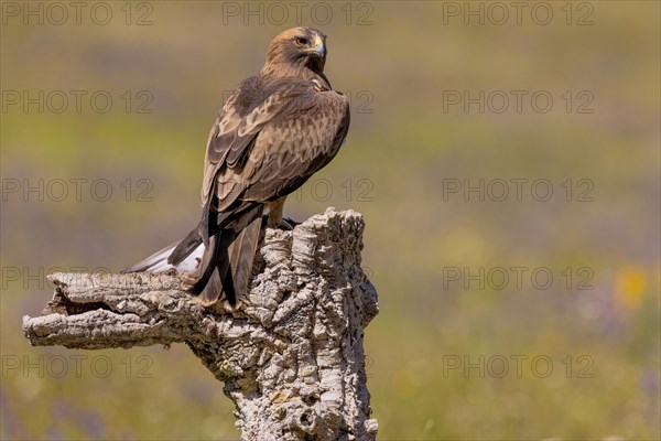 Booted eagle