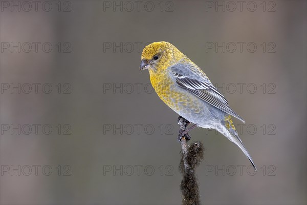 Pine grosbeak