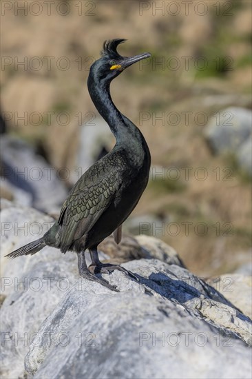 Common shag