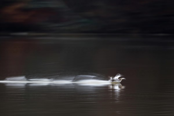 Great Crested Grebe