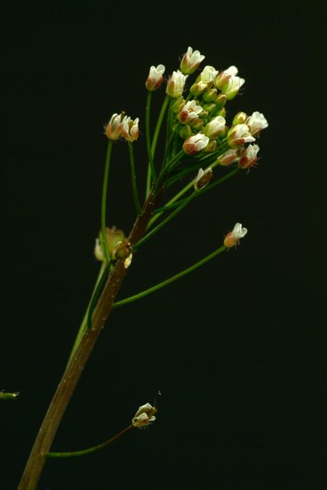 Shepherd's purse