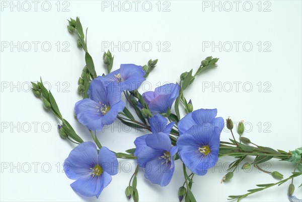 Medicinal plant Linseed