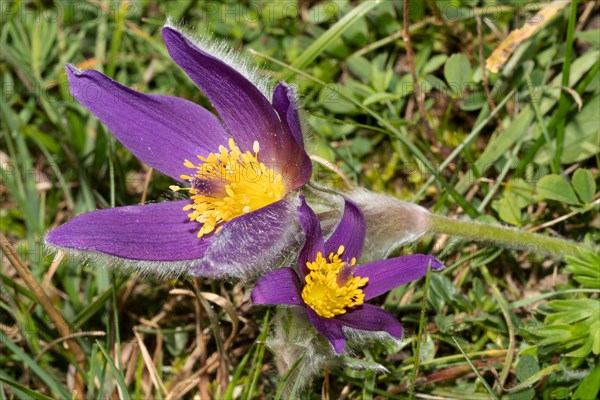 Common pasque flower two open purple flowers next to each other