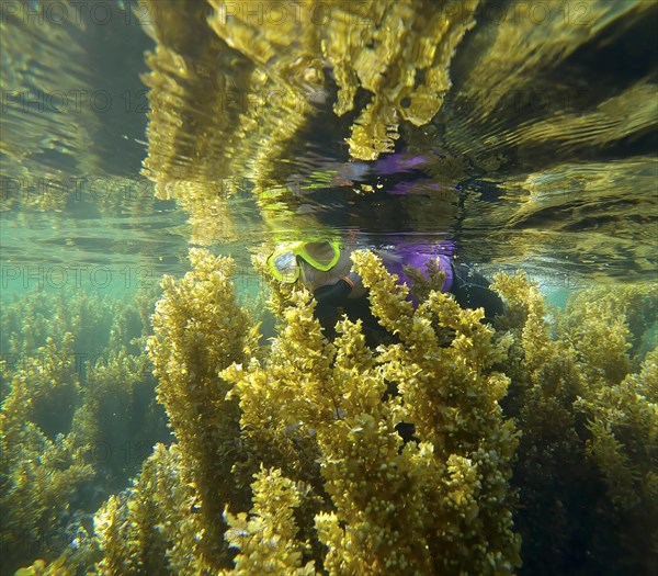 Woman snorkeler swims through dense thickets of Seaweed Brown