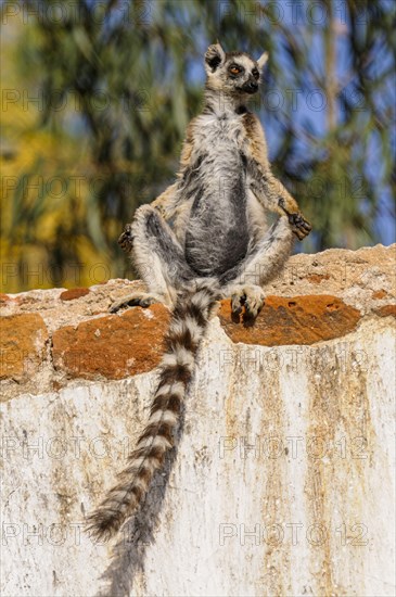 Ring-tailed Lemur