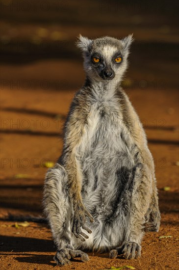 Ring-tailed Lemur