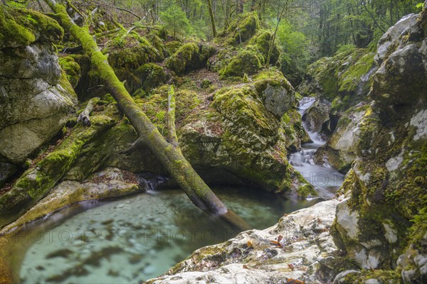 Cascade and mossy tree trunk on the Lepena stream