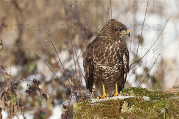 Common steppe buzzard