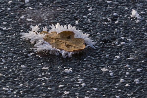 Oak leaf covered with ice crystals on frozen water surface