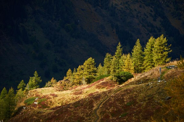 European larch