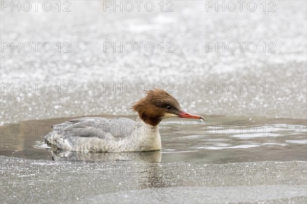 Common merganser