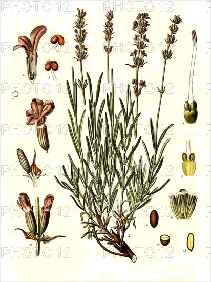 Medicinal plant