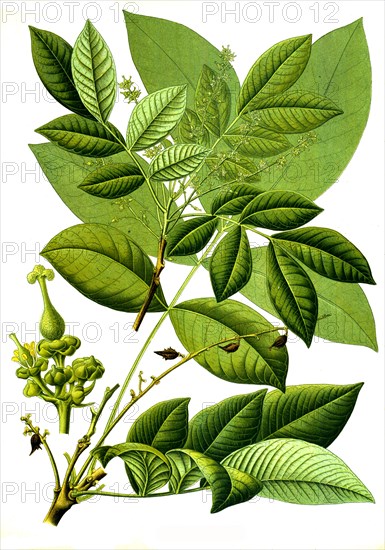 Medicinal plant