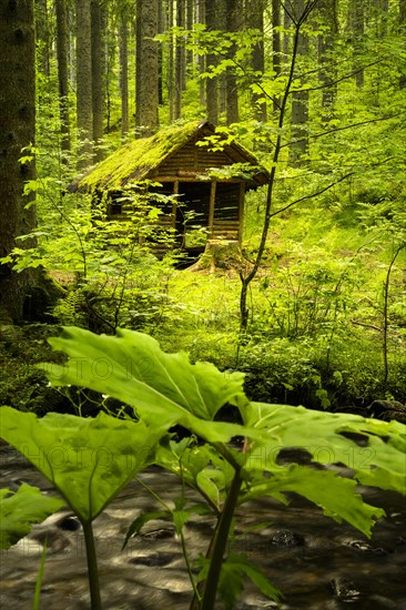 The Roetenbachschluchthuette in the forest