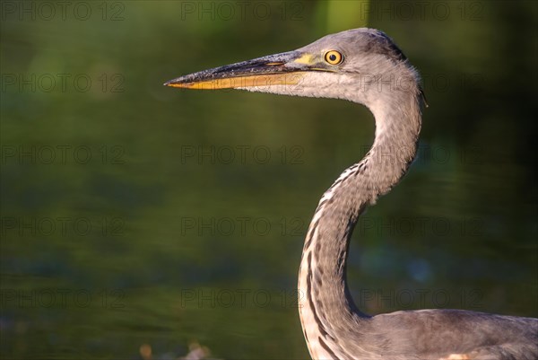 Grey heron