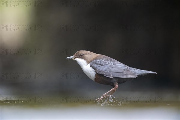 White-breasted dipper