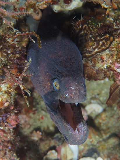 Portrait of masked moray