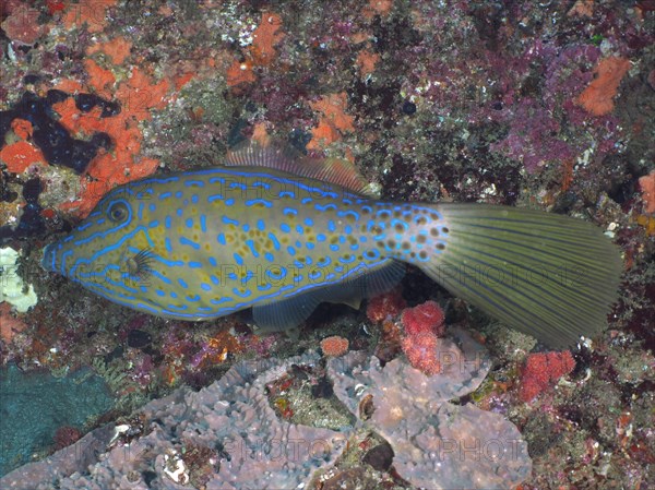 Scrawled filefish