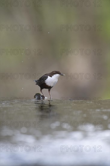 White-breasted dipper