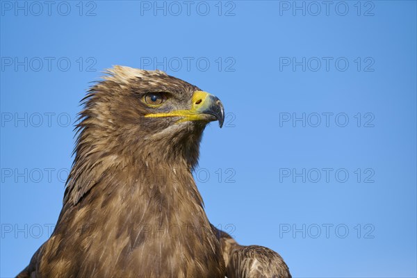 Steppe eagle