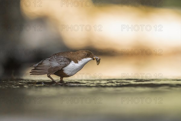 White-breasted dipper