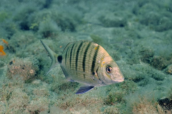 White seabream