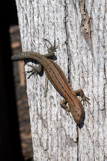 Viviparous lizard