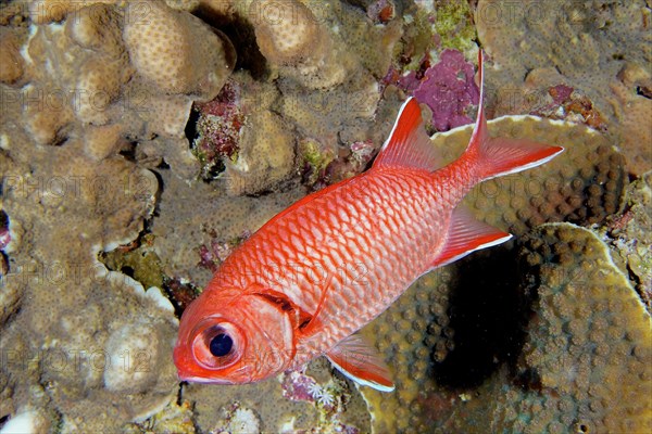 White fringed soldierfish