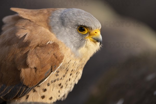 Lesser Kestrel